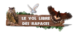 Vol libre des rapaces