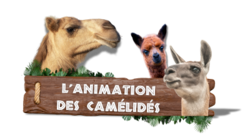 Animation des Camélidés 