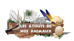Les atouts de nos animaux